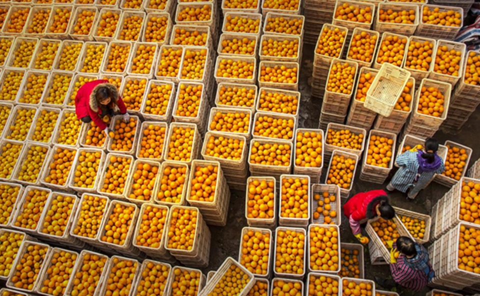 百花齐放景象新——麻阳舒家村乡乡贤反哺家乡二三事